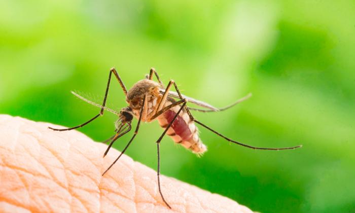 Effective Ways to Naturally Prevent Mosquito Bites and Deadly Mosquito-Borne Diseases