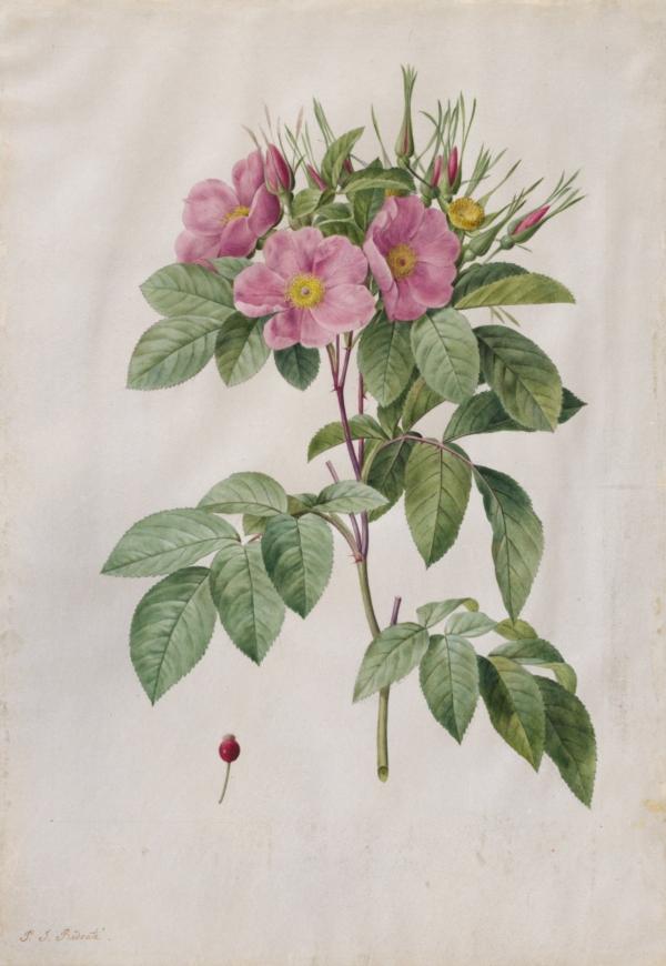 "Pasture Rose (Rosa Carolina Corymbosa)," 1817–1824, by Pierre-Joseph Redouté. Watercolor on vellum. Gift in the name of Warren H. Corning from his wife and children, The Cleveland Museum of Art. (Public Domain)
