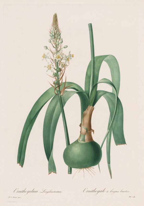 "Ornithogalum Longibracteatum," 1802–1816, by Pierre-Joseph Redouté. Stipple and line engraving, with hand coloring for "Les Liliacées." Gift of The Print Club of Cleveland in honor of Arnold M. Davis, The Cleveland Museum of Art. (Public Domain)