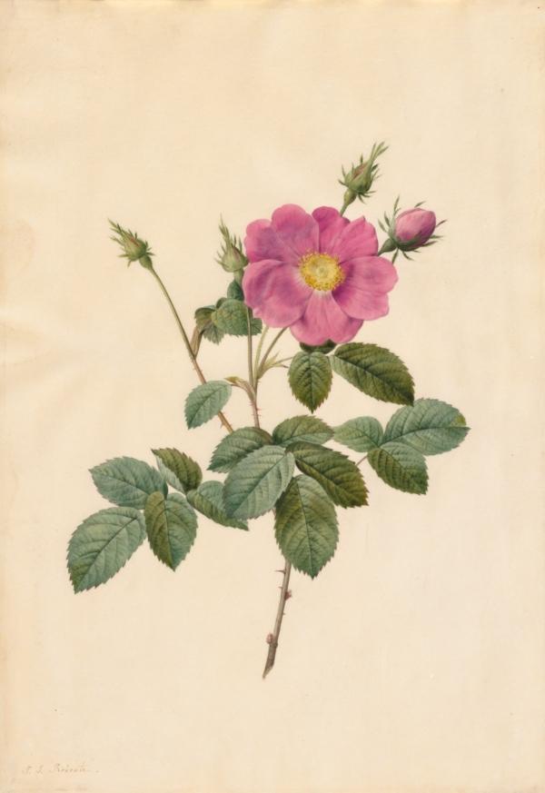 "Cabbage Rose (Rosa Centifolia Simplex)," 1817–1824, by Pierre-Joseph Redouté. Watercolor on vellum. Gift in the name of Warren H. Corning from his wife and children, The Cleveland Museum of Art. (Public Domain)