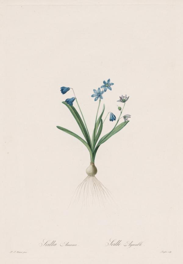"Scilla Amaena," 1802–1816, by Pierre-Joseph Redouté. Stipple and line engraving, with hand coloring for "Les Liliacées." Gift of The Print Club of Cleveland in honor of Arnold M. Davis, The Cleveland Museum of Art. (Public Domain)