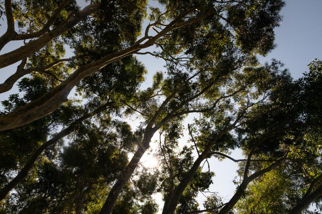 California Awarded $100 Million From Fed to Plant Trees to Combat Extreme Heat