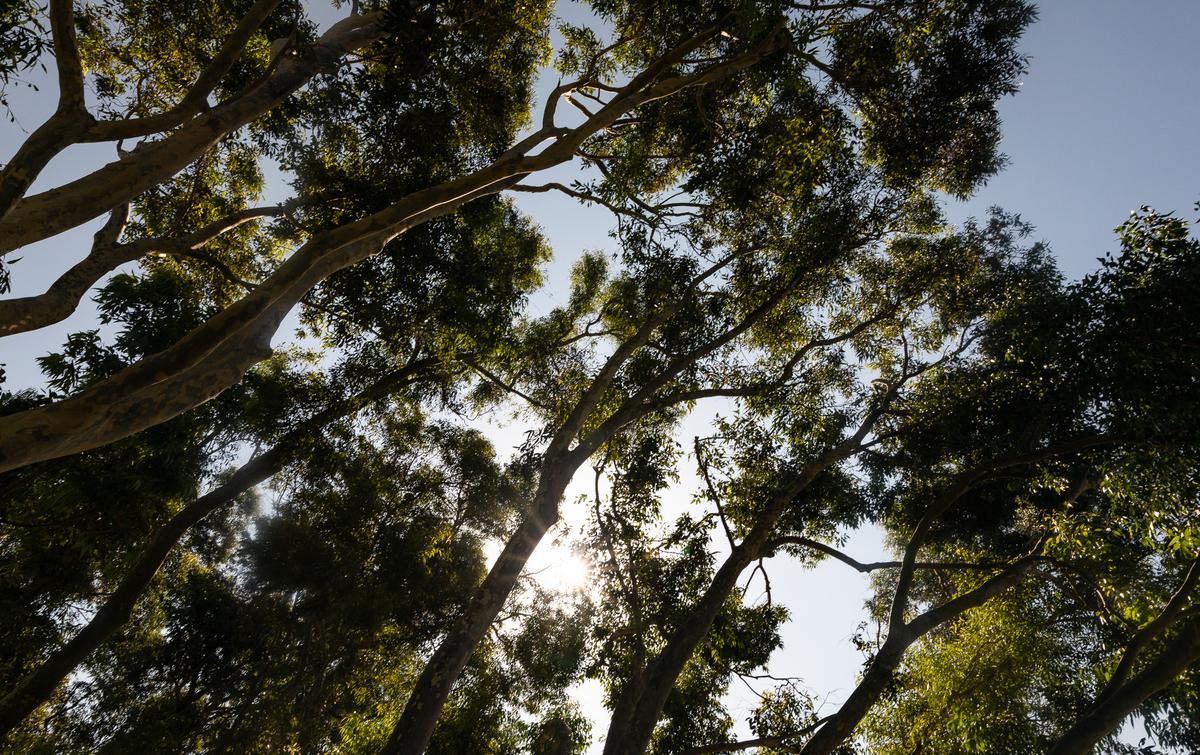 California Awarded $100 Million From Fed to Plant Trees to Combat Extreme Heat
