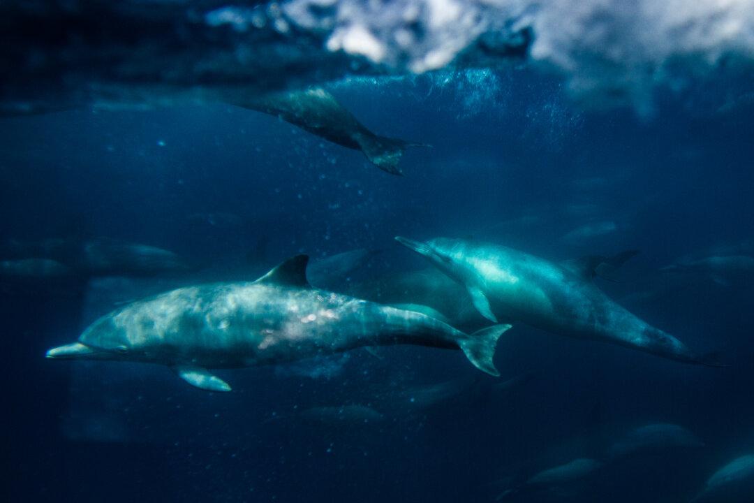 ‘Ocean Rights’ Movement Gives Globalist Elites Power to Halt Development: Marc Morano