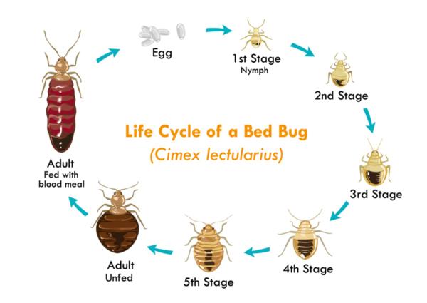Bed bugs are between 1 and 7 millimeters long. (Crystal Eye Studio/Shutterstock)