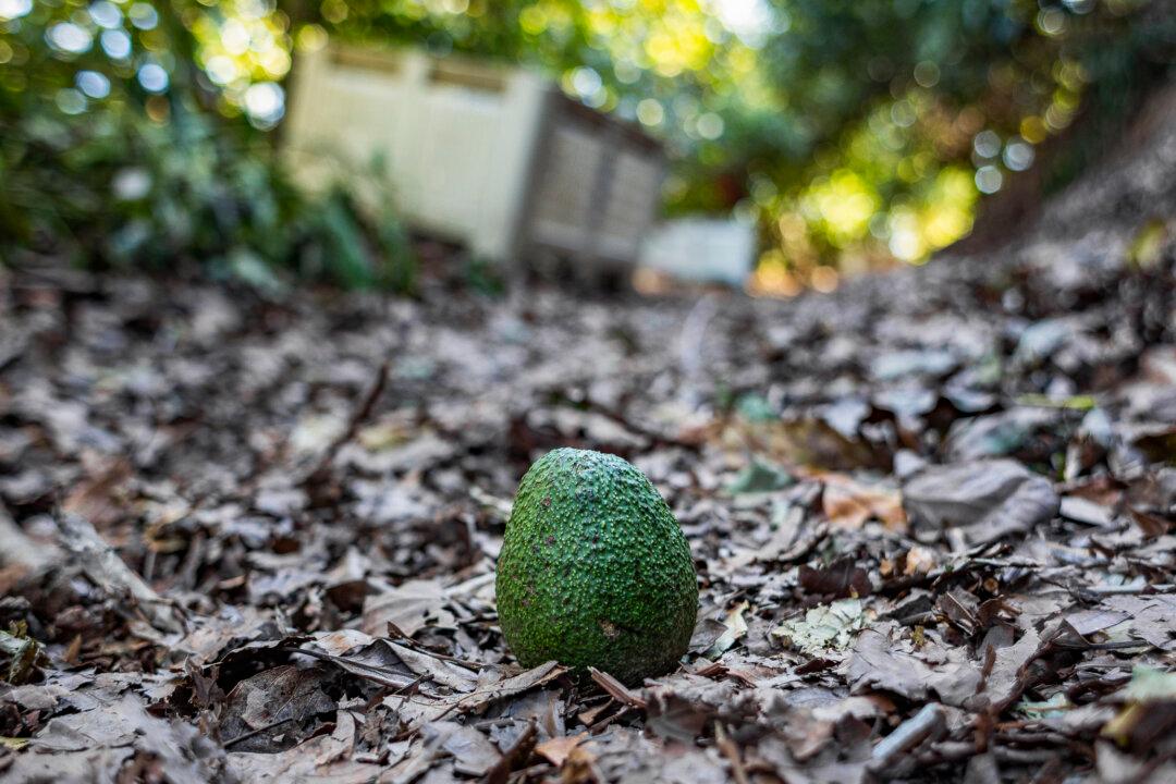 The Avocado That Changed the World