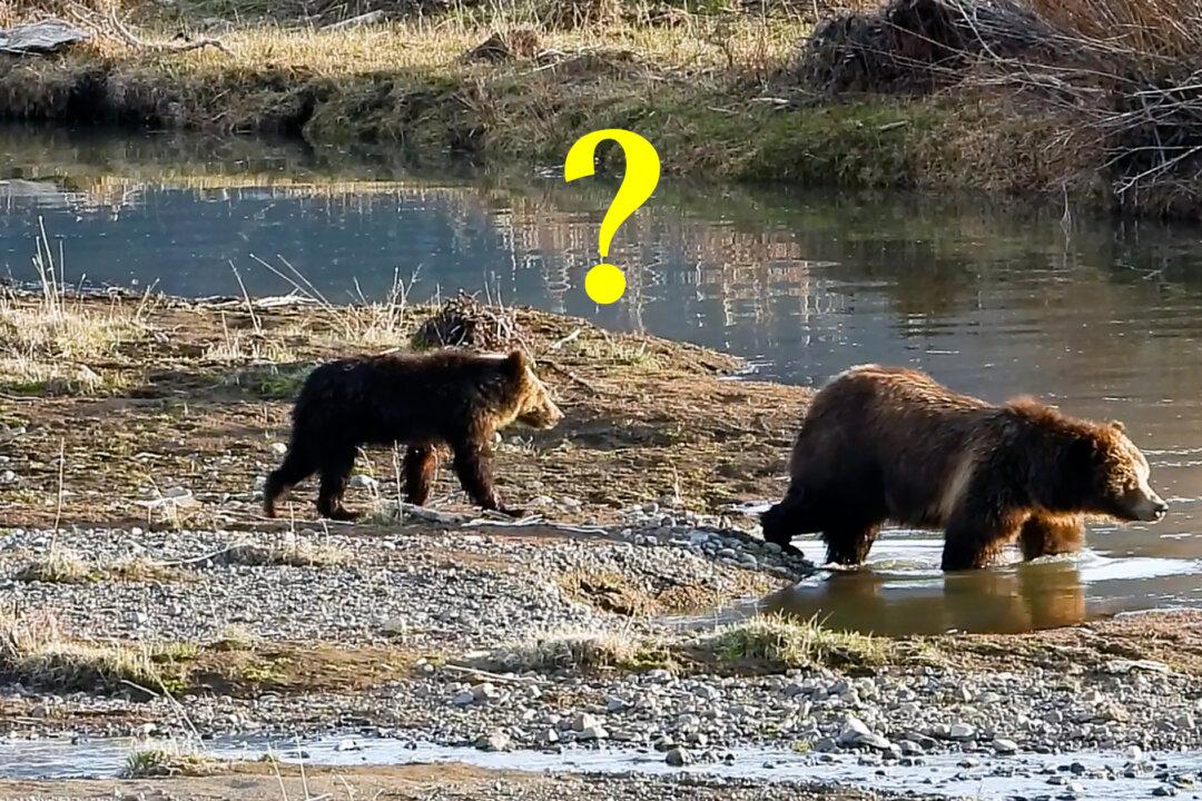 Momma Grizzly Bear Shows Her Parenting Skills When Terrified Cub Panics Crossing River