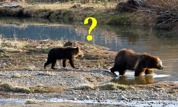 Momma Grizzly Bear Shows Her Parenting Skills When Terrified Cub Panics Crossing River