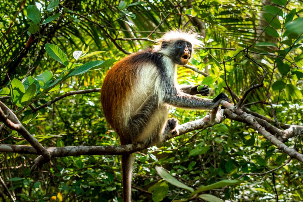 The Red Colobus Monkey. (o.terenteva/Shutterstock)