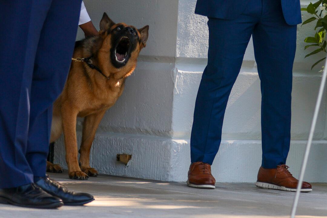 CDC Wants Dogs Microchipped Before Traveling Abroad to Make Sure They Don’t Bring Back Rabies