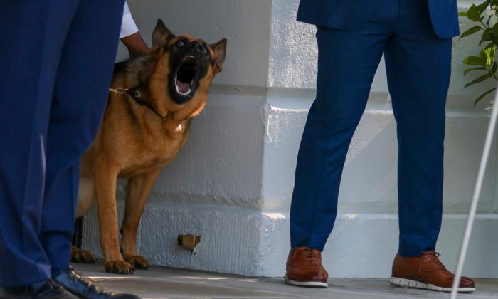 Rep. Foxx Urges White House to Hand Over Workplace Safety Data After Biden’s Dog Attacks Staff