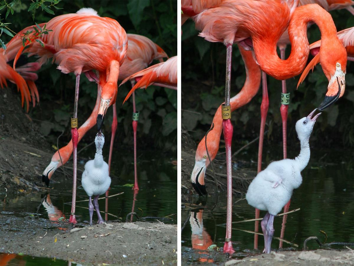 The small flamingo chick mingles with adult flamingos at the Whipsnade Zoo. (Courtesy of Whipsnade Zoo)