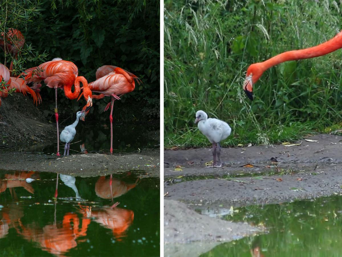 A 3-week-old flamingo chick mingles with members of its flamboyance at Whipsnade Zoo in Dunstable, UK. (Courtesy of Whipsnade Zoo)