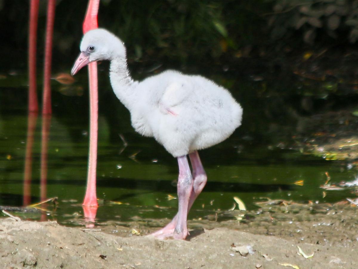 The grey flamingo chick stands out next to its bright-pink-feathered flock. (Courtesy of Whipsnade Zoo)