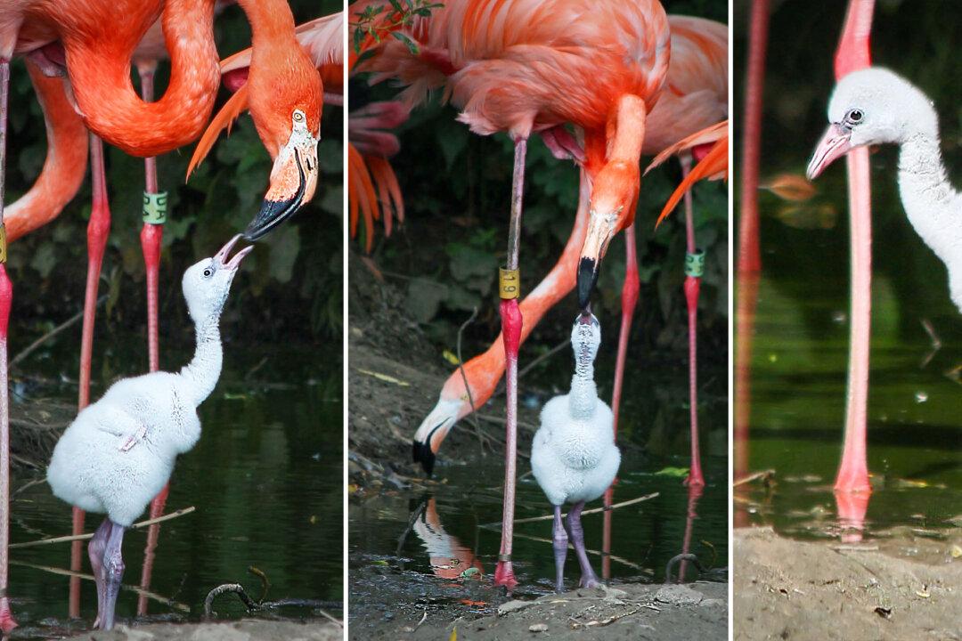 VIDEO: Adorable Flamingo Chick Hatched From Abandoned Egg ‘Adopted’ by Feathered Couple at UK Zoo