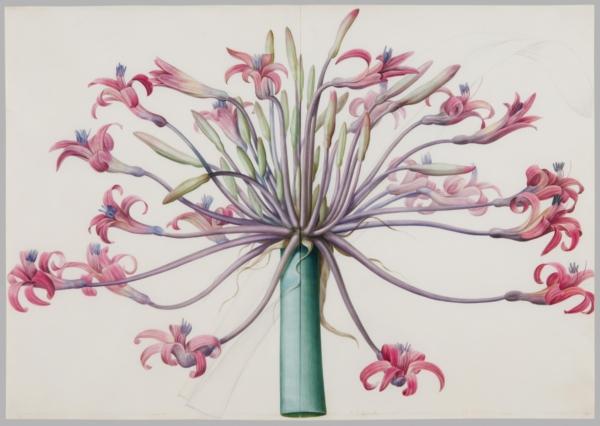 "Amaryllis Josephinae" (also known as "Brunsvigia Josephinae" or “Josephine’s Lily”), circa 1809–1812, by Pierre-Joseph Redouté. Watercolor over graphite on vellum; 19 3/4 inches by 28 1/4 inches. Gift of Ira Brind, in memory of Myrna Brind, and in honor of David Brind (2012), Philadelphia Museum of Art. (Public Domain)