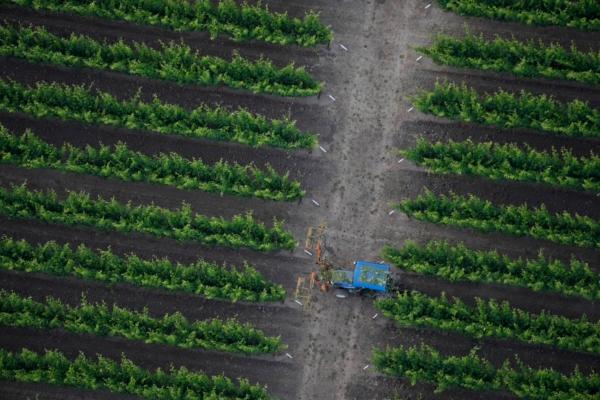 A tractor makes its way through a vineyard trimming leaf cover, seen from a Napa Valley Aloft balloon, in Yountville, Calif., on June 19, 2023. (Eric Risberg/AP Photo)
