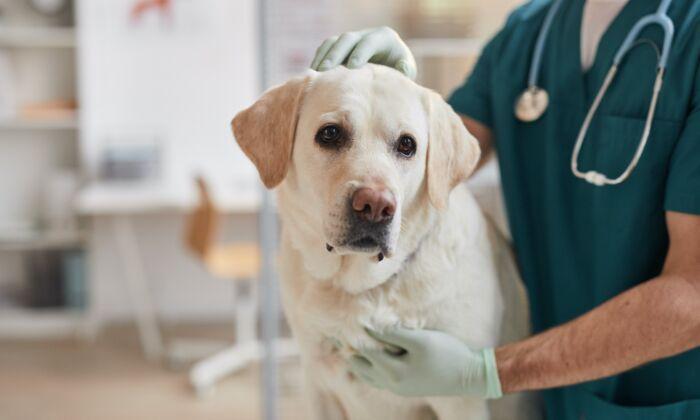Vaccines Safe for Senior Dogs