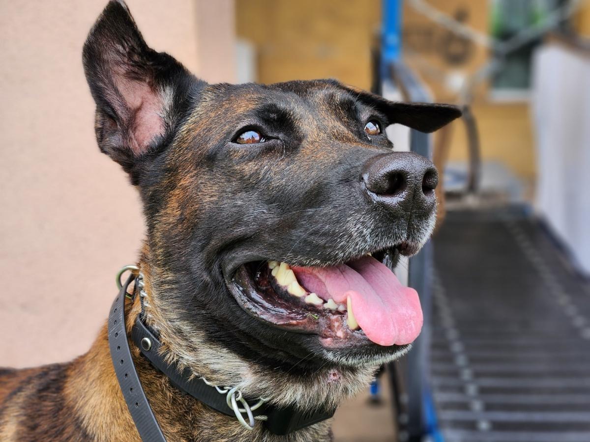 Ditto, a Belgian malinois "clone," shares all the genetic traits of its DNA host. Photo taken on July 11, 2023, at K9 Defense in Scottsdale, Ariz. (Allan Stein/The Epoch Times)