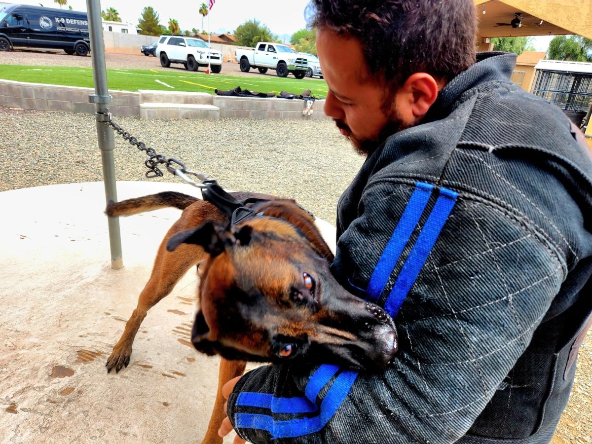 Ditto, a 3-year-old Belgian malinois "clone," puts the bite on trainer Connor Rafferty's arm during training at K9 Defense in Scottsdale, Ariz., on July 11, 2023. (Allan Stein/The Epoch Times)
