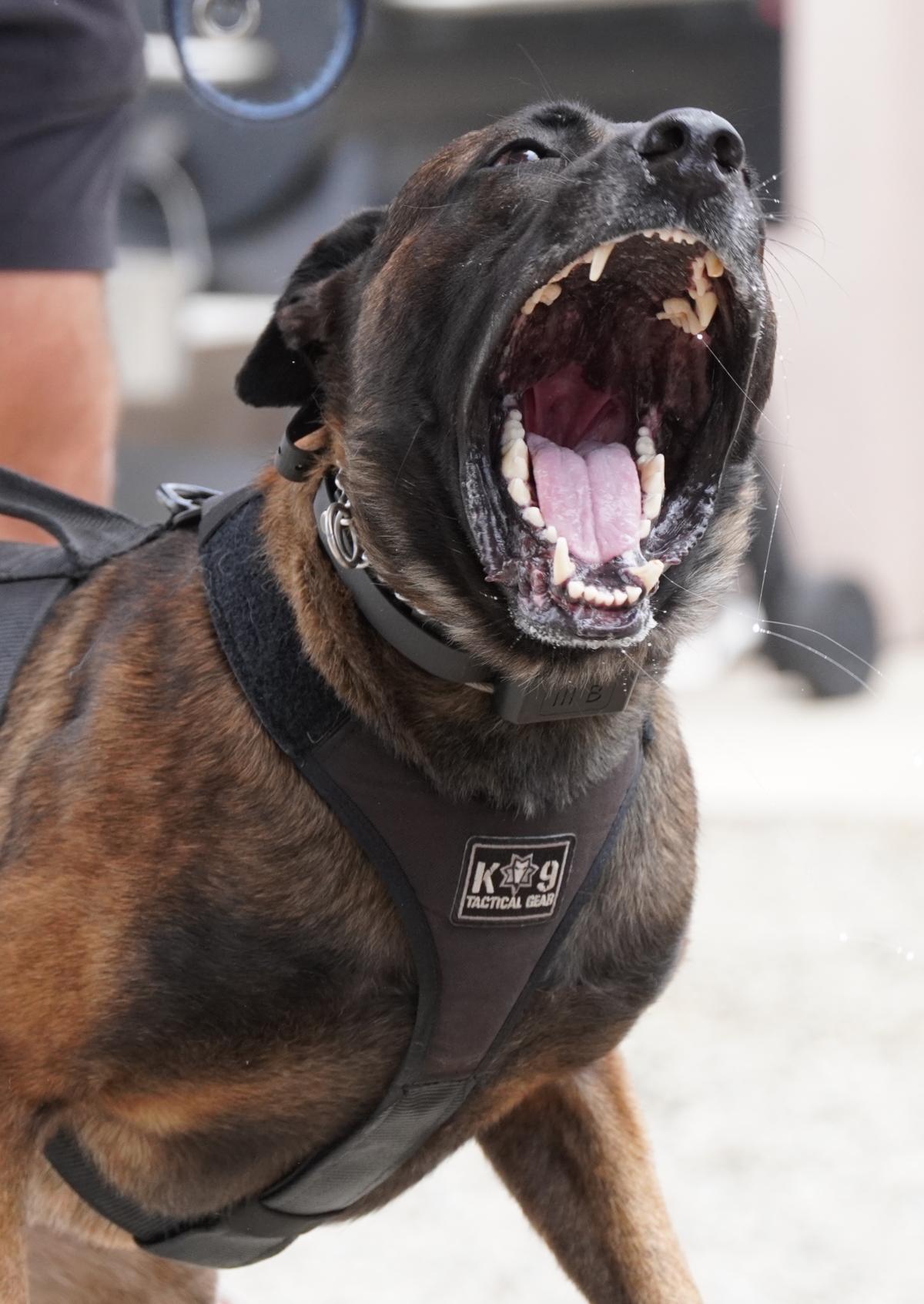 Ditto, a high-performance Belgian malinois "clone," is trained to bark on command. Photo taken on July 11, 2023. (Allan Stein/The Epoch Times)