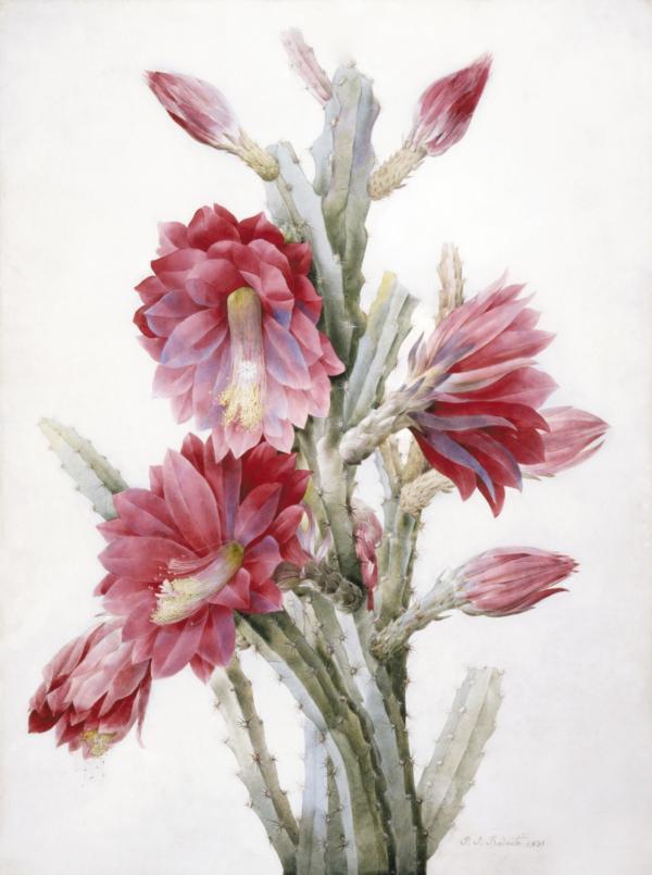 "A Flowering Cactus: Heliocereus Speciosus," 1831, by Pierre-Joseph Redouté. Watercolor on vellum; 27 3/4 inches by 22 1/2 inches. Gift of the 2003 Collectors Committee; Los Angeles County Museum of Art. (Museum Associates/LACMA)