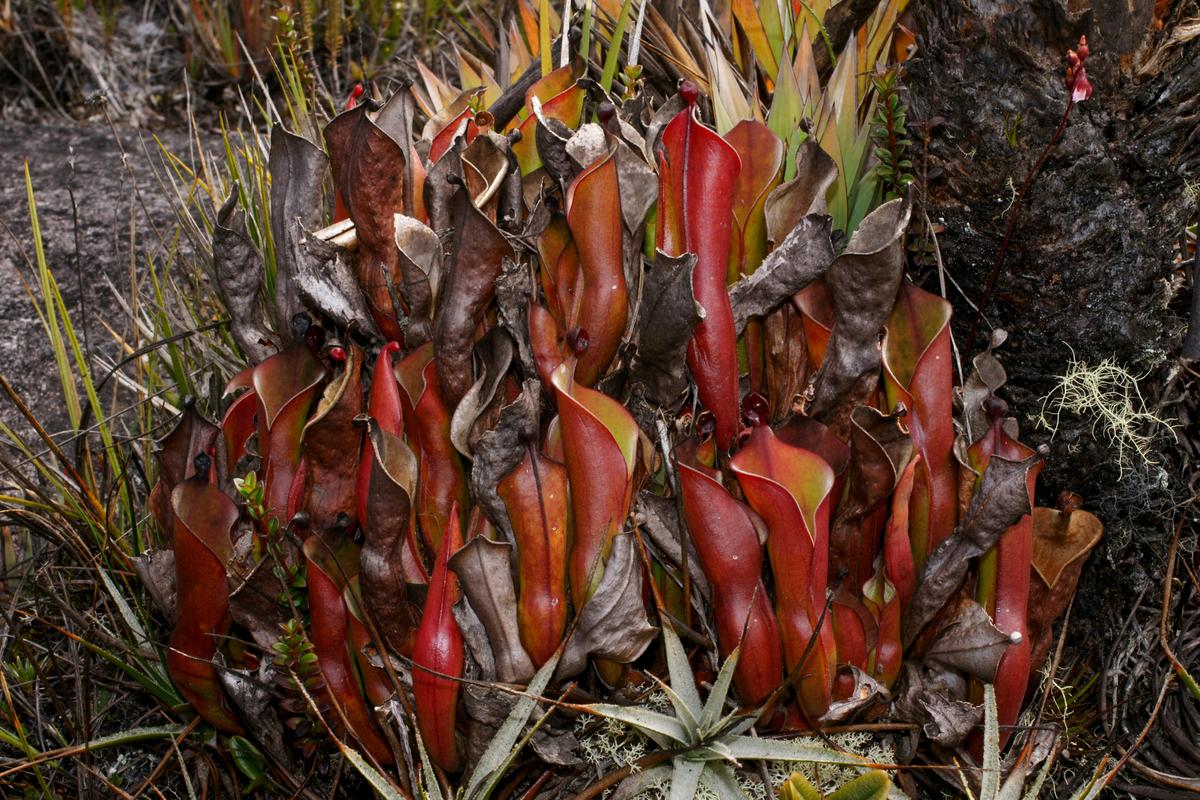 Carnivorous pitcher plants on Mount Roraima. (Holger Hennern/Shutterstock)
