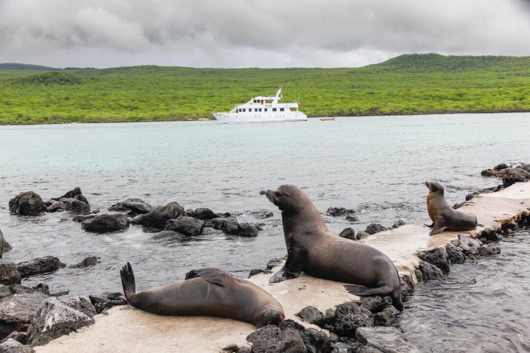 What to Know Before Traveling to the Galápagos Islands