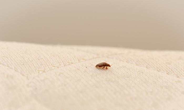 Ontario is the Bed Bug Capital of Canada With All 5 Most Infested Cities