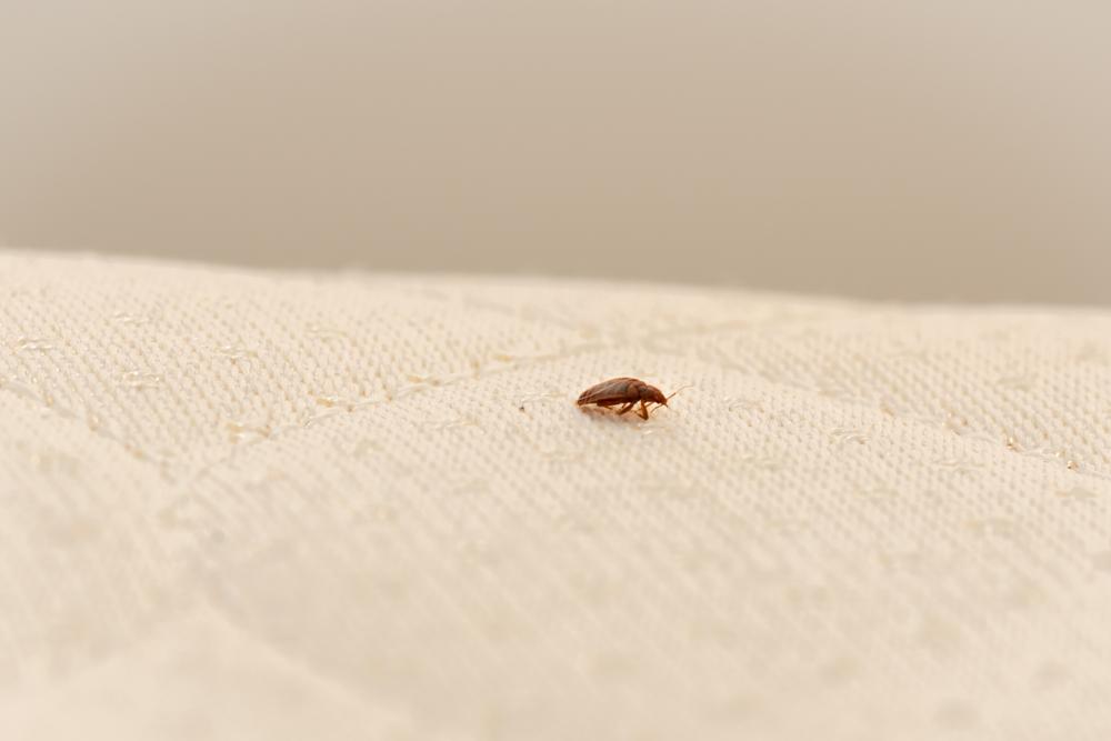 Ontario is the Bed Bug Capital of Canada With All 5 Most Infested Cities