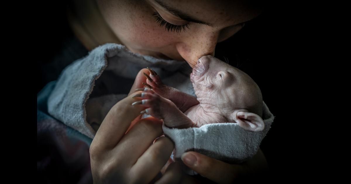 Winners of the 2023 BigPicture Natural World Photography Competition Showcase the World in Diverse Splendor