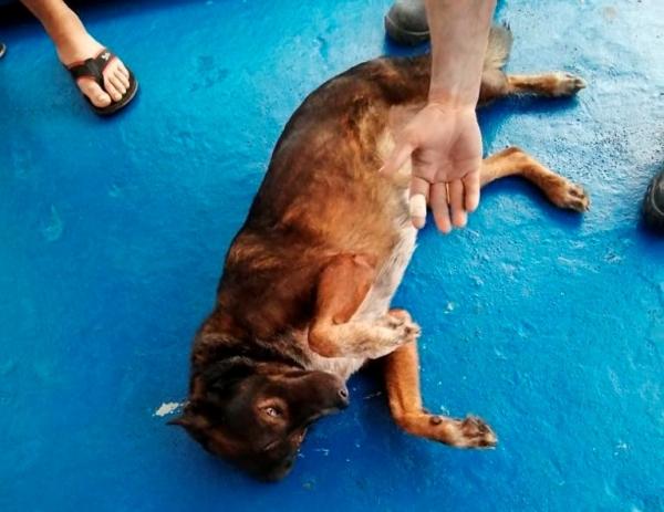 Bella the dog belonging to Australian Tim Shaddock rolls on the deck after both were rescued by a Mexican tuna boat in international waters, after being adrift for three months, on July 12, 2023. (Grupomar/Atun Tuny via AP)