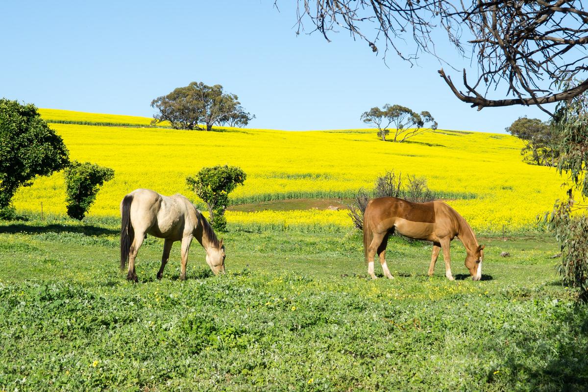 Government Probes Brumby Rehoming on Illegal Knackery Claims