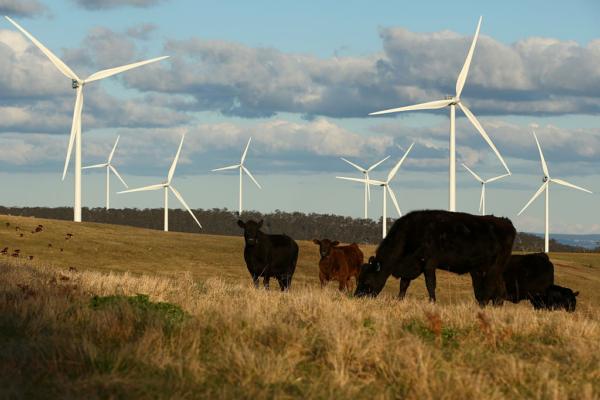 Cattle are seen in front of wind turbines at the Taralga Wind Farm in Taralga, Australia, on Aug. 31, 2015. (Mark Kolbe/Getty Images)