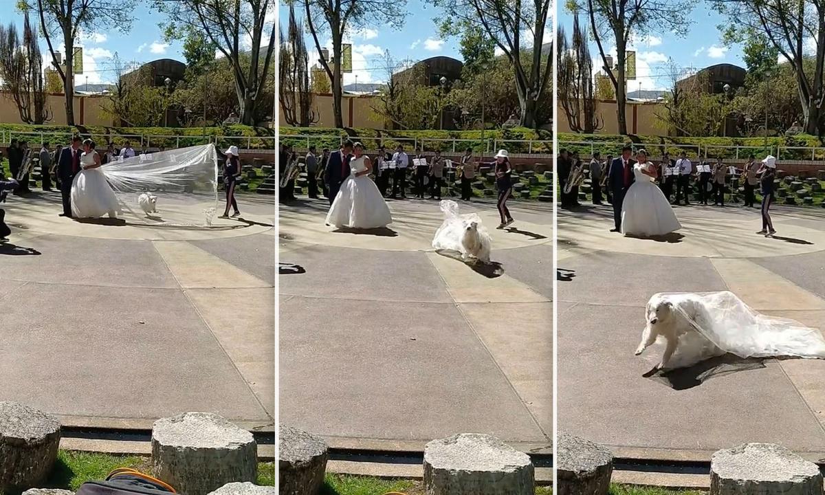 Oso interrupts a wedding photo shoot and runs away with the bride's veil. (Courtesy of <a href="https://www.facebook.com/fannyproduccionesperu/">Fanny Producciones Oficial</a>)
