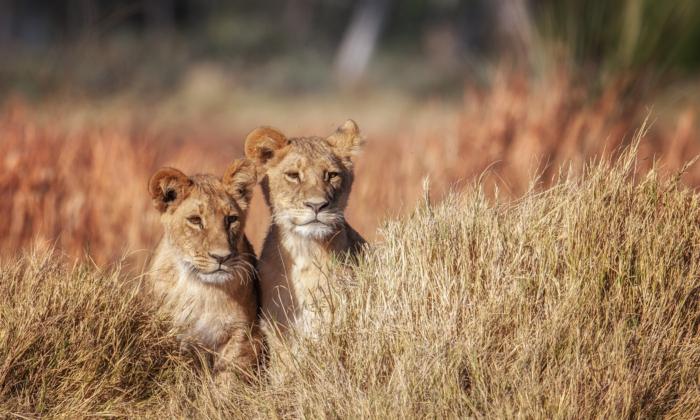 Into the Wild: A Safari in Botswana