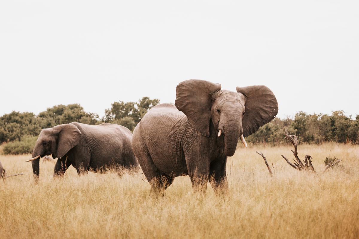 Elephants have the largest brain of any land animal and three times as many neurons as humans. (Courtesy of Wilderness)