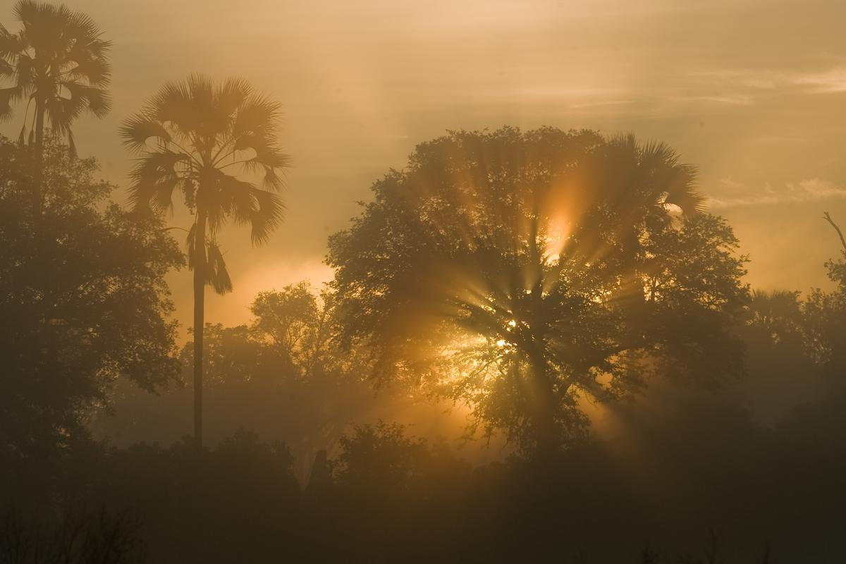 The sun shines through the trees in Chitabe, Botswana. (Courtesy of Wilderness)