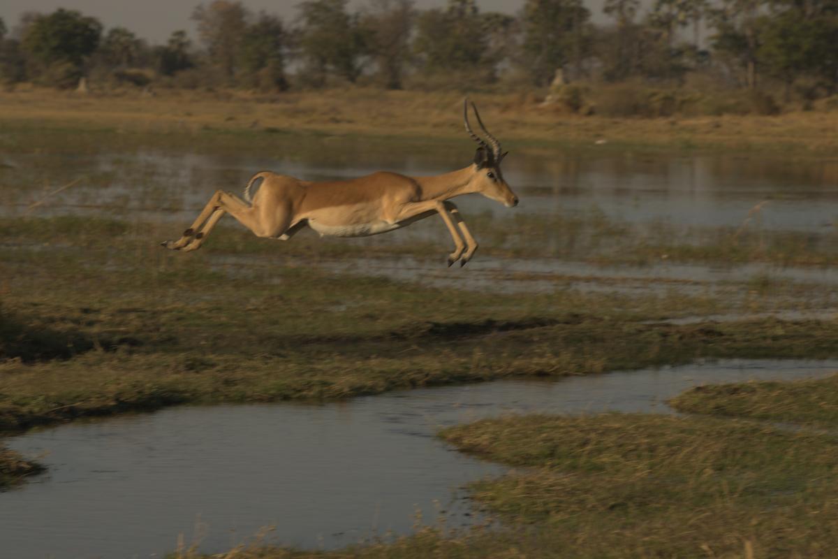 A gazelle in mid-jump in Chitabe, Botswana. (Courtesy of Wilderness)