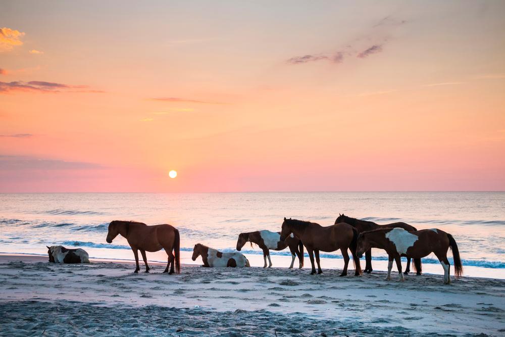 Wild horses roam free on Assateague Island in Maryland. (nathaniel gonzales/Shutterstock)