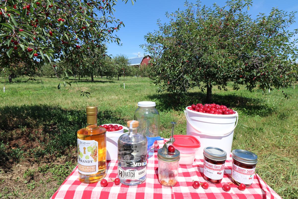 In Door County, Wis., July is the season for making cherry bounce with the seasonal bounty. Pictured, the orchard at Lautenbach's Orchard Country Winery and Market near Fish Creek. (Courtesy of Destination Door County)