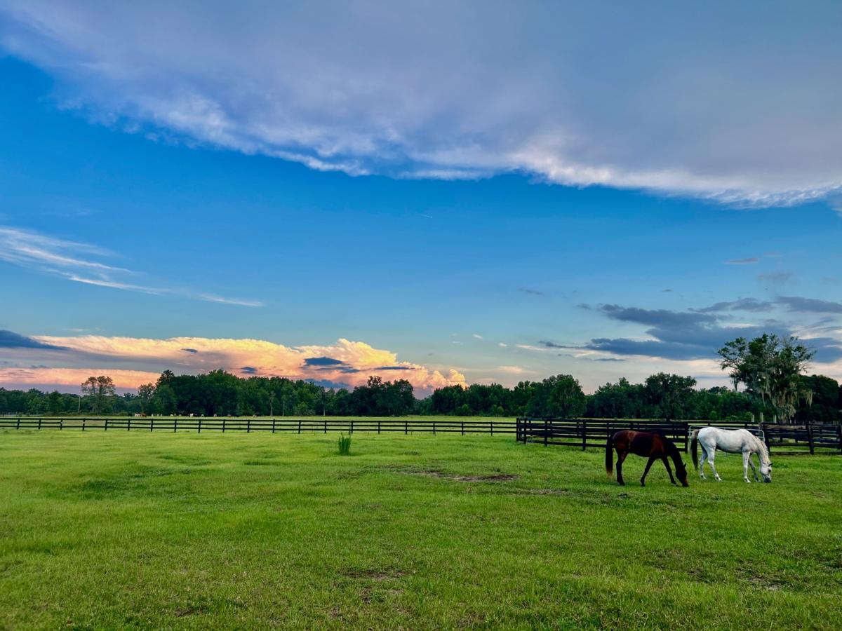 Two Arabian horses graze in a pasture at a home in Alachua, Fla., on May 18, 2023. (Nanette Holt/The Epoch Times)