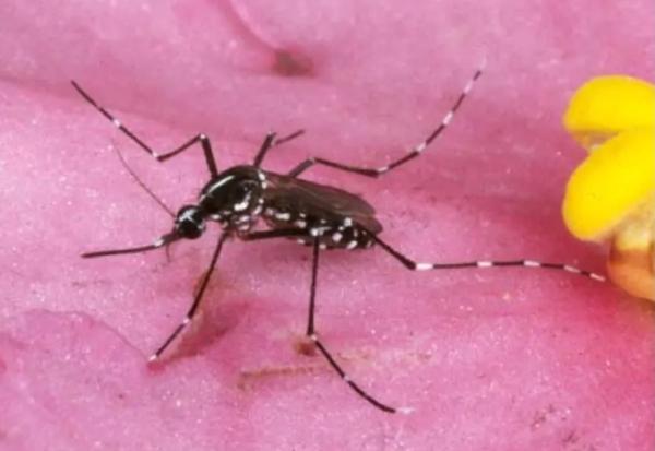 Australia Commits $30 Million in Funding to Combat Malaria in the Pacific