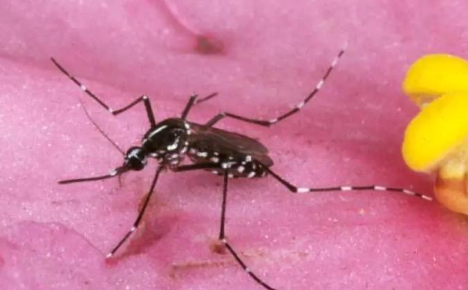 Australian Researchers Discover ‘World First’ Malaria Breakthrough