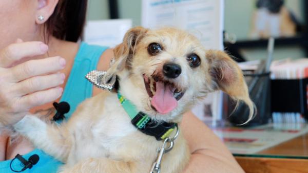 Ryder, a 9-year-old Chihuahua-terrier mix, reunites with his owner at the San Diego Humane Society on July 21, 2023. (Courtesy of San Diego Humane Society)