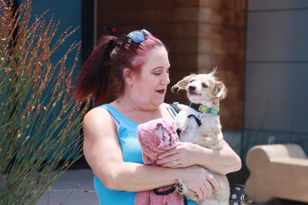 Dog Reunites With His Owner in San Diego 335 Miles From Home