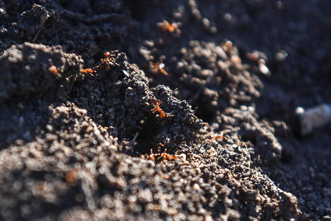Soil Ban in Force to Stop Fire Ant Spread Into NSW