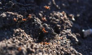 Agriculture Ministers on the March Against Fire Ants