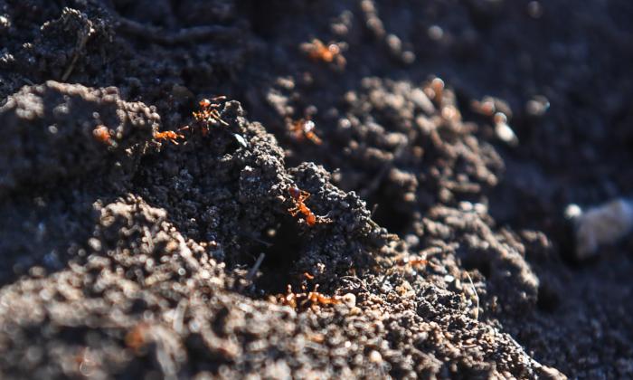 Invasive Fire Ants Jump Border From Queensland to NSW