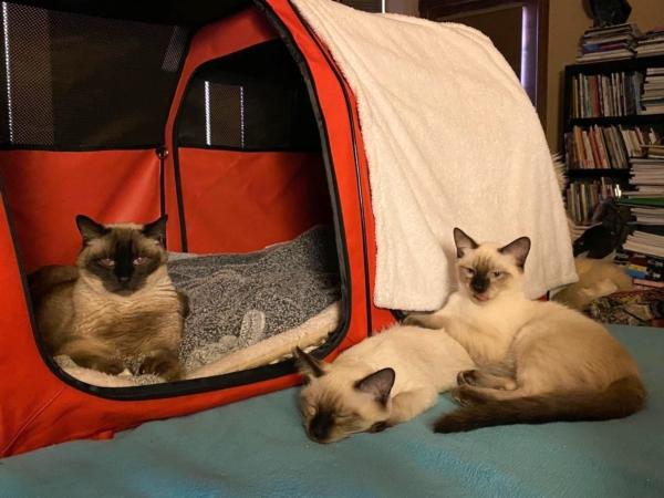 Feline Jack (L) relaxes with identical kitty clones OJ and Thud. (Courtesy photo)